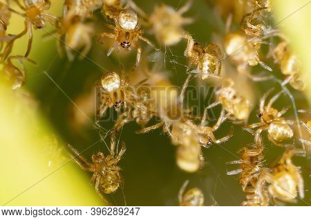 Silver Garden Orbweaver  Chicks