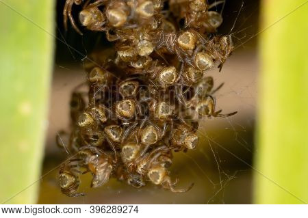 Silver Garden Orbweaver  Chicks
