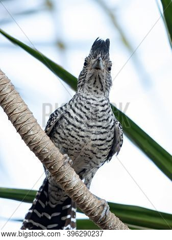 Brazilian Male Barred Antshrike