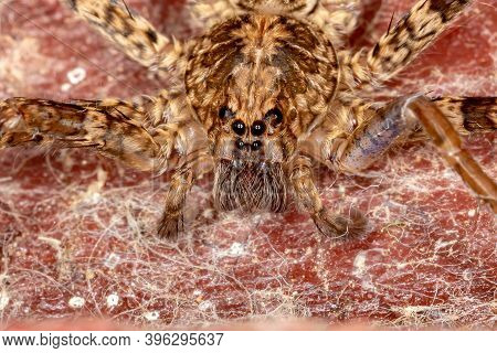 Wandering Spider Of The Genus Enoploctenus In Macro View