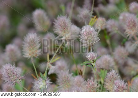Flowers Of Hares-foot Clovers Trifolium Arvense. Llano De Las Brujas. Natural Reserve Of Inagua. Tej