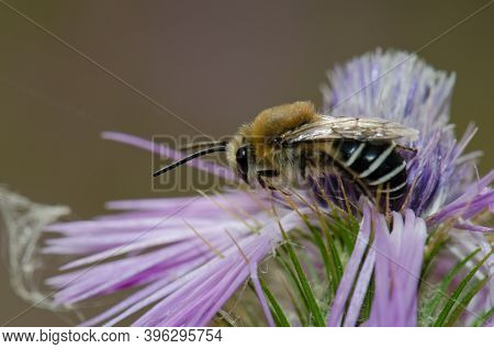 Bee Amegilla Sp. On A Purple Milk Thistle Galactites Tomentosa. Integral Natural Reserve Of Inagua. 
