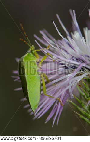 Southern Green Shield Bug Nezara Viridula On Purple Milk Thistle Galactites Tomentosa. Inagua. Tejed
