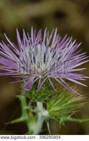 Flower Of A Purple Milk Thistle Galactites Tomentosa. Integral Natural Reserve Of Inagua. Tejeda. Gr
