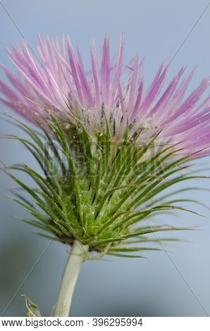 Flower Of A Purple Milk Thistle Galactites Tomentosa. Integral Natural Reserve Of Inagua. Tejeda. Gr