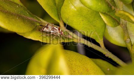 Small Plant Bug