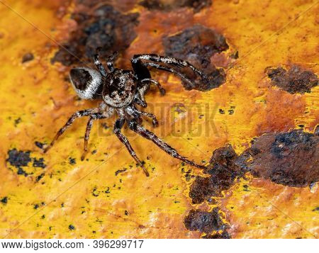 Male Jumping Spider