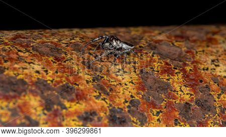 Male Jumping Spider