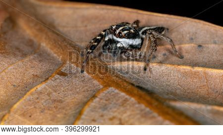 Adult Jumping Spider