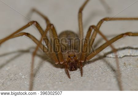 Mediterranean Recluse Spider Loxosceles Rufescens. Cruz De Pajonales. Integral Natural Reserve Of In