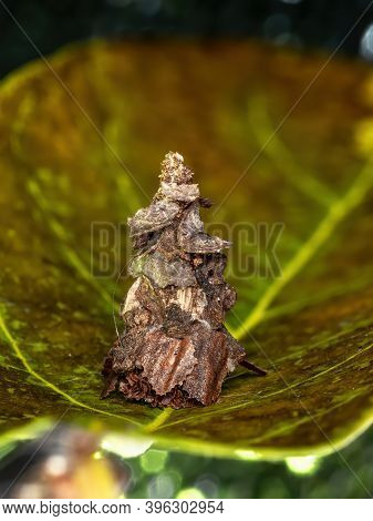 Small Bagworm Moth
