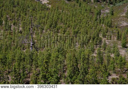 Young Forest Of Canary Island Pine Pinus Canariensis. The Nublo Rural Park. Aldea De San Nicolas De 