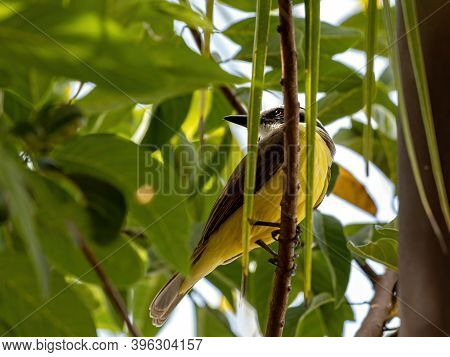 Adult Great Kiskadee