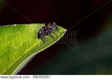 Jumping Spider Of The Genus Phiale In Macro View