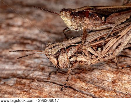 Short-horned Grasshopper Of The Family Acrididae In Macro View