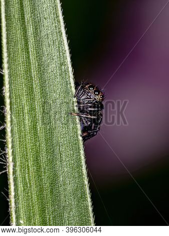 Jumping Spider Of The Genus Phiale In Macro View