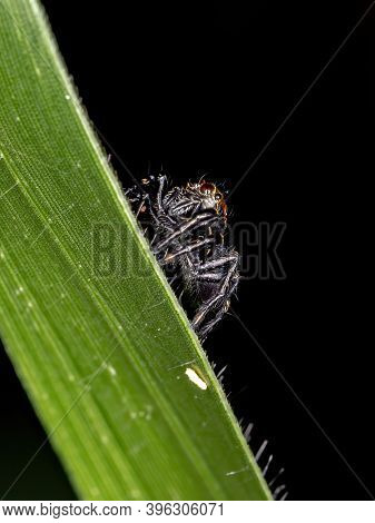 Jumping Spider Of The Genus Phiale In Macro View