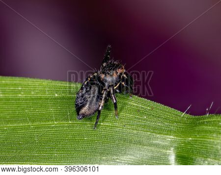 Jumping Spider Of The Genus Phiale In Macro View