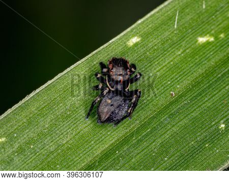 Jumping Spider Of The Genus Phiale In Macro View