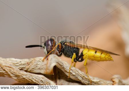 European Beewolf Philanthus Triangulum In Las Palmas De Gran Canaria. Gran Canaria. Canary Islands. 