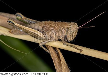 Spur-throated Grasshopper Of The Subfamily Melanoplinae In Macro View