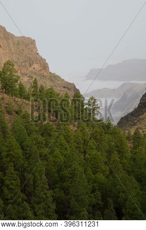 Forest Of Canary Island Pine Pinus Canariensis In El Juncal Ravine And Southwest Cliffs. The Nublo R