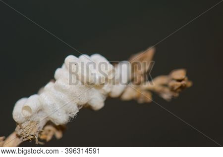 Cocoons Of The Parasitic Wasp Cotesia Glomeratus. Cruz De Pajonales. Integral Natural Reserve Of Ina