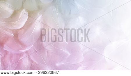 Angel Message Fluffy White Feathers Background - Randomly Scattered Short White Curly Bird Feathers 