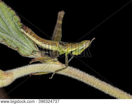 Monkey Grasshopper Of The Genus Temnomastax In Macro View