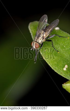 Brazilian Tachinid Fly Of The Family Tachinidae