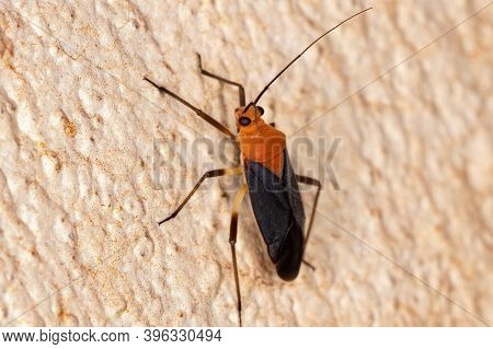 Plant Bug Of The Tribe Resthenini In Macro View