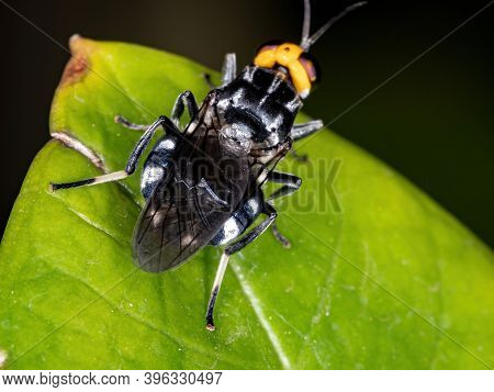 Soldier Fly Of The Genus Cyphomyia In Macro View