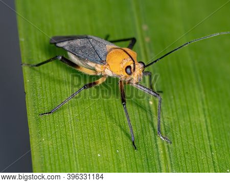 Plant Bug Of The Tribe Resthenini In Macro View
