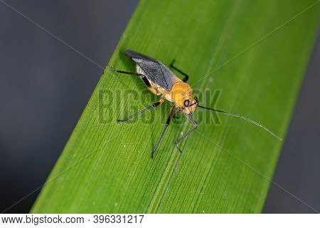 Plant Bug Of The Tribe Resthenini In Macro View
