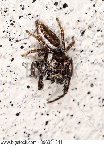 Male Jumping Spider