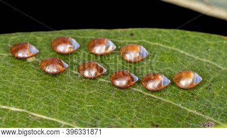 Leaf Footed Bug Eggs Hatched In Macro View