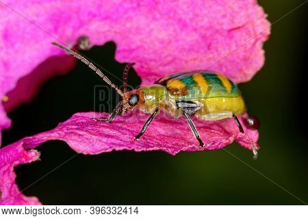 Brazilian Green Beetle