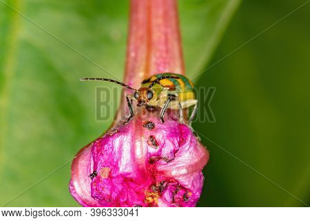 Brazilian Green Beetle