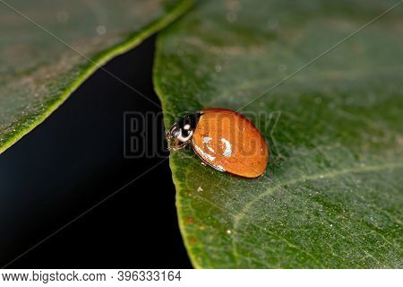 Spotless Lady Beetle Of The Species 
Cycloneda Sanguinea