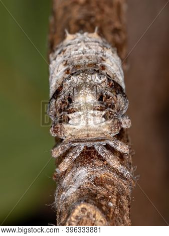 Brazilian White Planthopper