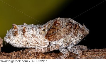 Brazilian White Planthopper