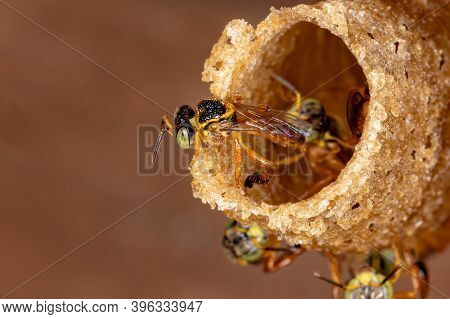 Brazilian Jatai Bee