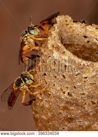 Brazilian Jatai Bee