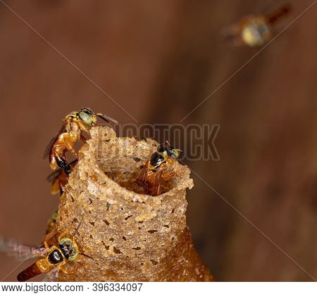 Brazilian Jatai Bee