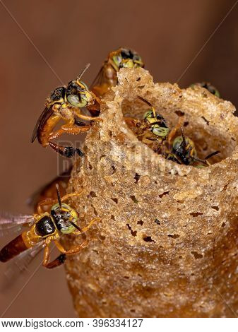 Brazilian Jatai Bee