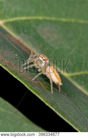 Small Jumping Spider