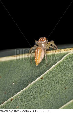 Small Jumping Spider