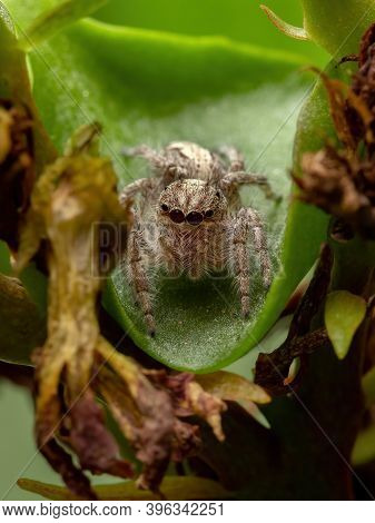 Adult Jumping Spider On A Flaming Katy Plant