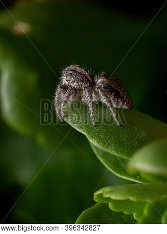 Adult Jumping Spider On A Flaming Katy Plant
