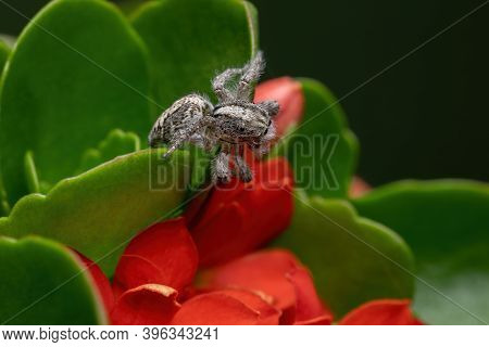 Adult Jumping Spider On A Flaming Katy Plant